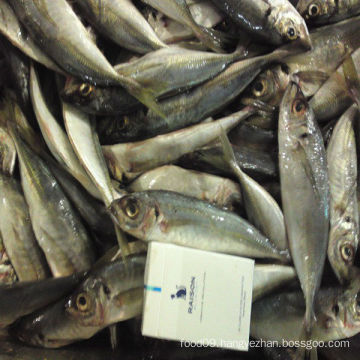 Frozen Horse Mackerel IQF sea fish whole round 100-200